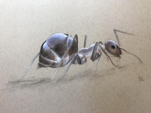 Ant