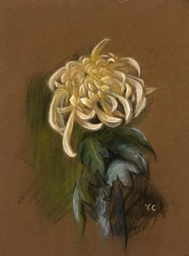 Chrysanthemum 10* 8 inches $159