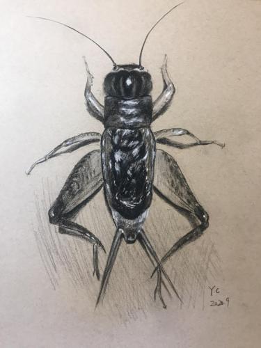 Cricket