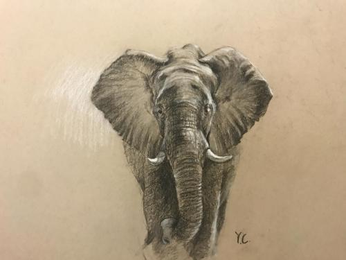 Elephant