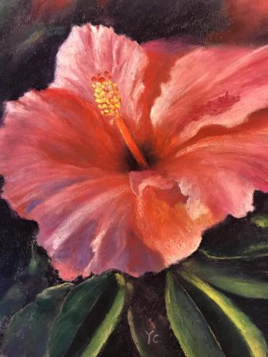 Hibiscus 10* 8 inches NFS