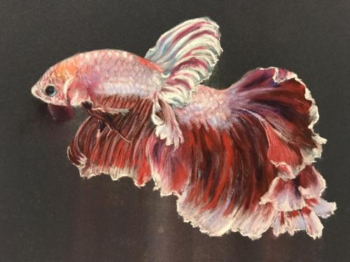 Red-Bettafish