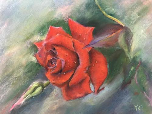 Red Rose 11*14 inches NFS