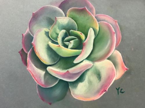 Succulents 11* 14 inches NFS