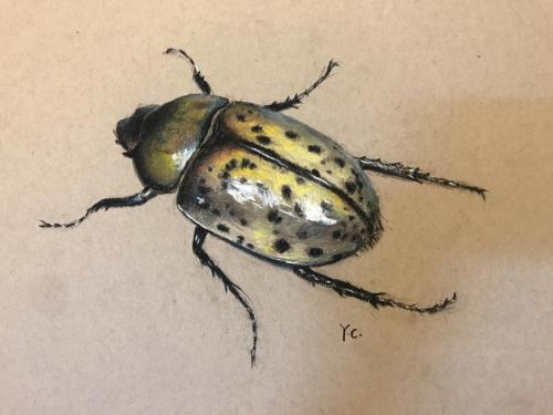 Yellow Beatle