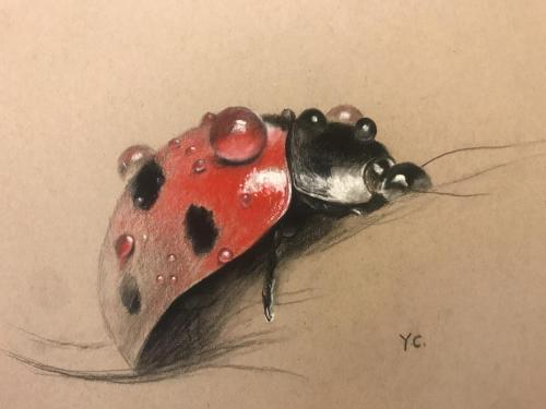 Ladybug