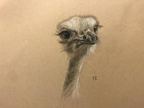 Ostrich